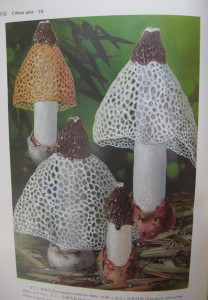 stinkhorns5
