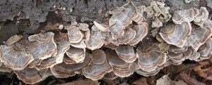 turkey-tail