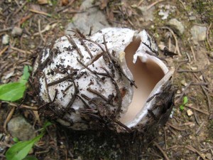 Sarcosphaeera