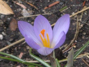 crocusBlue