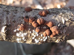 hypoxylon