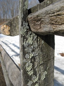 muscootLichens