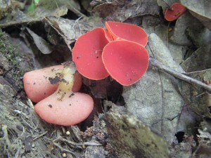 sarcoscypha