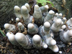 xylaaria