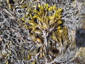 seaweed11