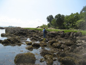 seaweed2
