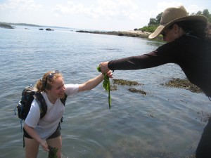 seaweed3