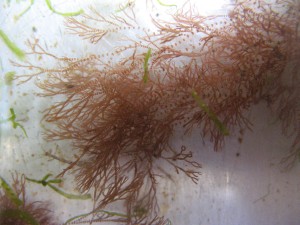 seaweed5