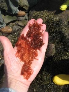 seaweed7
