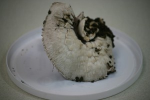 Agaricus1Gerry