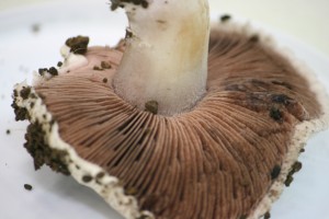 Agaricus1Gerry2