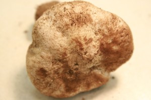 Agaricus2Gerry