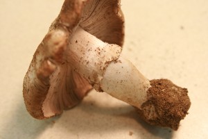 Agaricus2Gerry2