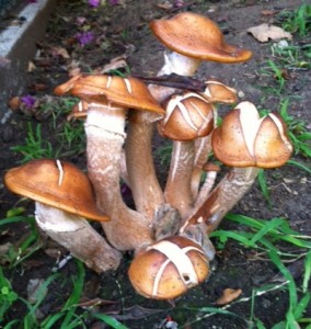 ArmillariaGerry
