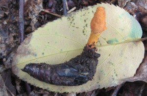 CordycepsMilitarisWV