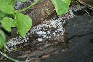 GriffithArcyria2Gerry