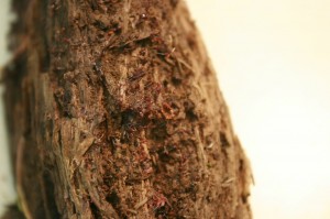 GriffithArcyriaGerry