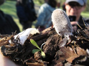 GriffithCoprinusLagopus
