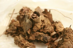 GriffithCyathus2Gerry