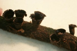 GriffithCyathusGerry