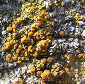 GriffithLichen2