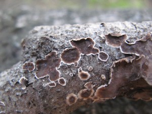 GriffithPeniophora