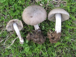 GriffithPsathyrella2