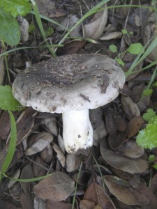 GriffithRussula