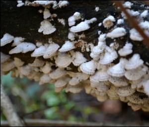 GriffithSchizophyllum
