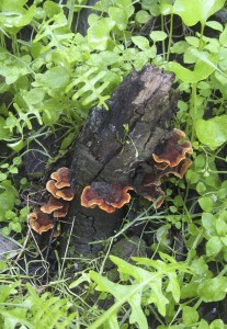 GriffithStereumHirsutum