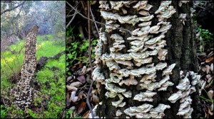 GriffithTurkeyTail
