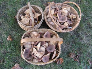 Lactarius