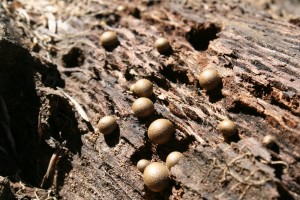 LycogalaGerry
