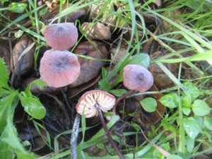 MarasmiusPlicatulus