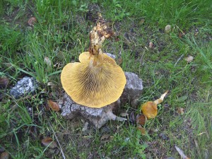 OmphalotusGriffith