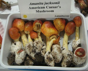 amanitaJacksonii2