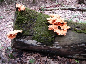 chickenMushroomWV