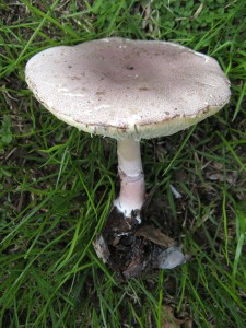 lepiotaDecorata