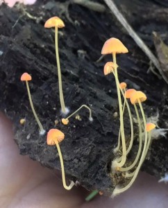 mycenaAcicula