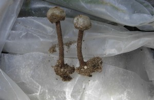 tulostoma