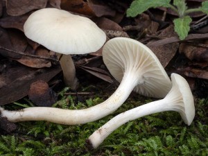 Cuphophyllus_virgineus_MGW1231a