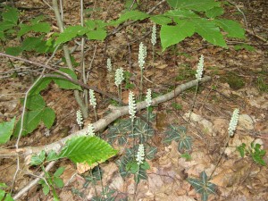RattlesnakePlant2