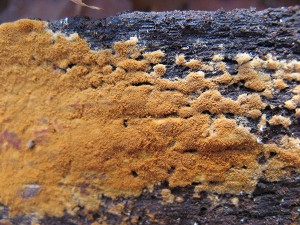 botryobasidium 12