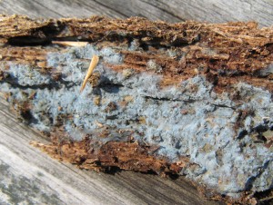 Byssocorticium atrovirens