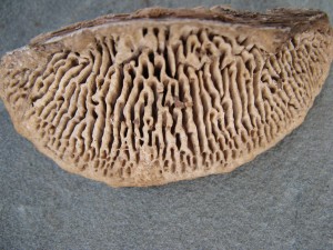DaedQuer