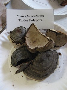 fomes fomentarius
