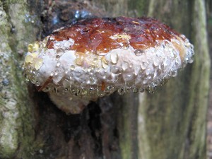 fomitopsis pinicola