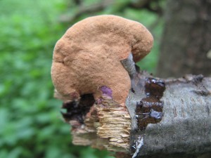 hapalopilus nidulans