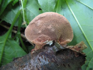 hapalopilus