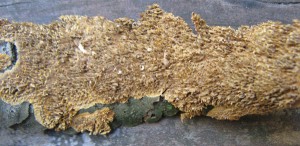 Hydnochaete